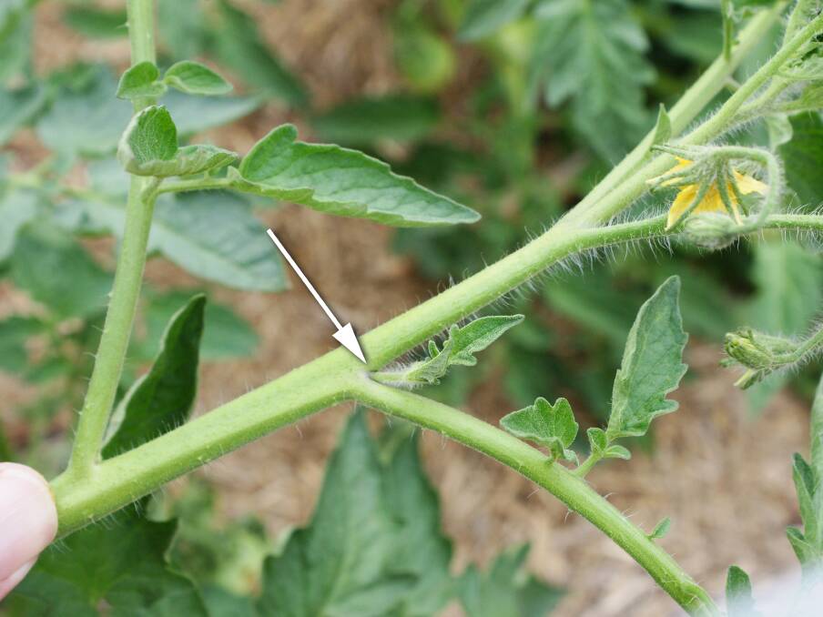 Just a pinch: To keep your tomatoes under control, pinch out the leaders that form at the node.