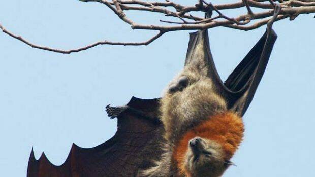 HANGING AROUND: Hilltops Council will receive a $15,000 State Government grant to manage a flying fox colony in Young. Photo: SMH.