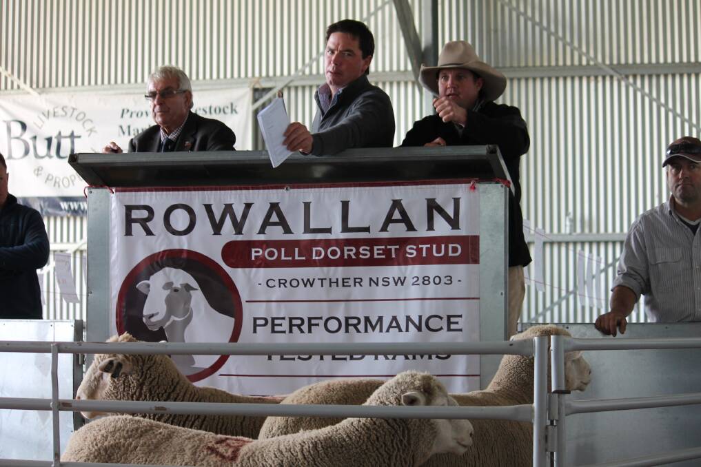PLENTY OF ACTION: The Rowallan sale earlier this month was well attended with plenty of rams up for sale.