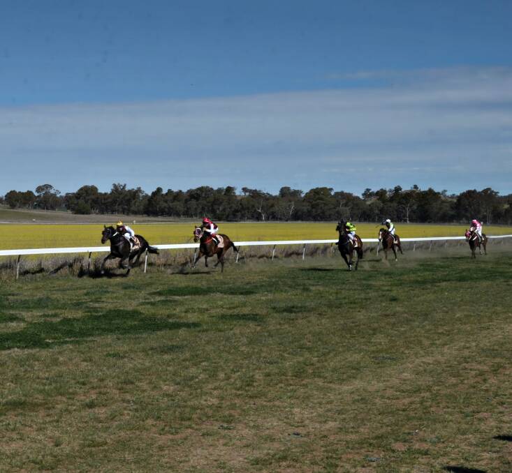 GREEN AND GOLD: The Burrangong Picnic Races are iconic for the canola crop in the middle of the racing action. Photo: Annie Bailey.