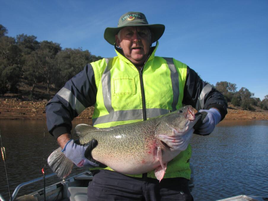 WHAT A CATCH: Young Bowling Club Fishing Club member Phil Anderson with his 1.2 metre Murray Cod he caught at Wyangla Dam. Photo: Young Fishing Club.