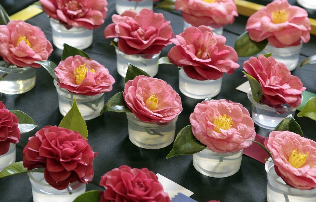 BLOOMING WONDERFUL: Organisers are calling on all Camellia lovers.