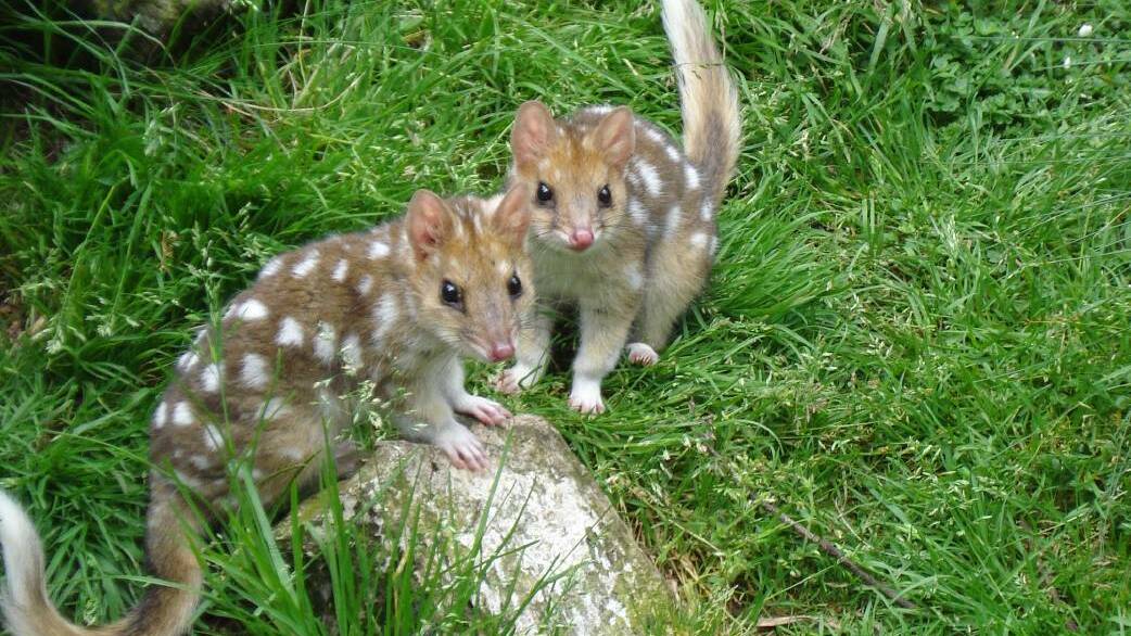 ENDANGERED: Breeding programs provide an insurance population for the eastern quoll. Picture: Devils at Cradle.