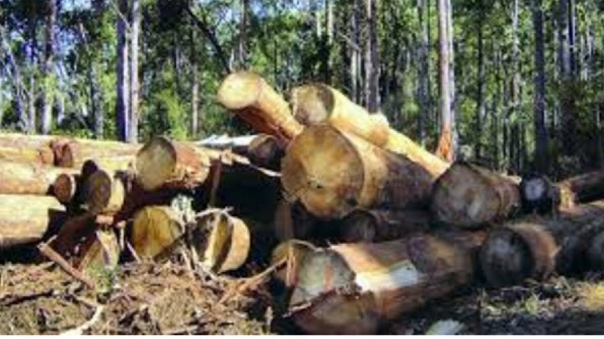Just 50,000 hectares of the contentious 357,000 hectares of informal forest reserve to be reopened by the government in 2018 will be available for logging.