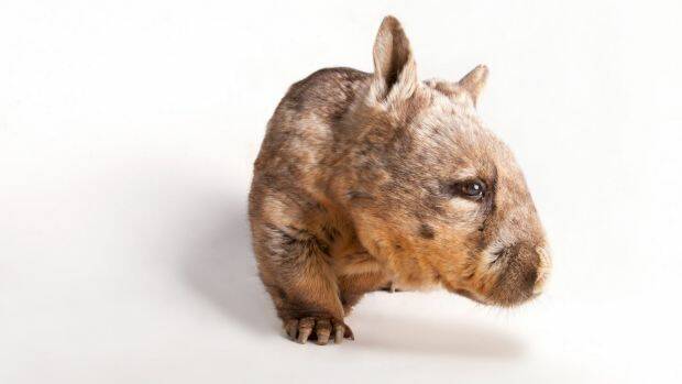 A southern hairy-nosed wombat at Melbourne Zoo.  Photo: Joel Sartore/National Geographic Photo Ark
