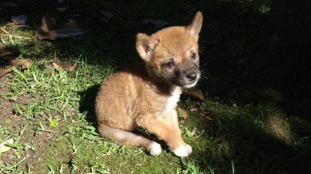 Sandy the purebred desert dingo, pictured as a pup soon after her 2014 rescue, is a "gift to science". Photo: Barry Eggleton