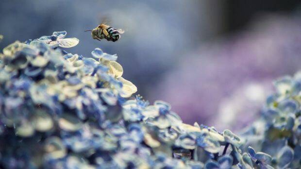 Bees are attracted to purple plants and flowers, so choose this colour for your garden. Photo: Stocksy