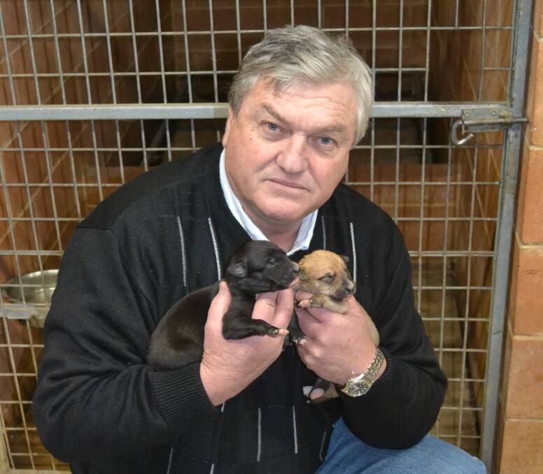 WHAT NOW? Greyhound trainer Paul Wheeler is concerned about the future of not only his family, but these week old pups as well, after the NSW government's decision to stop greyhound racing.