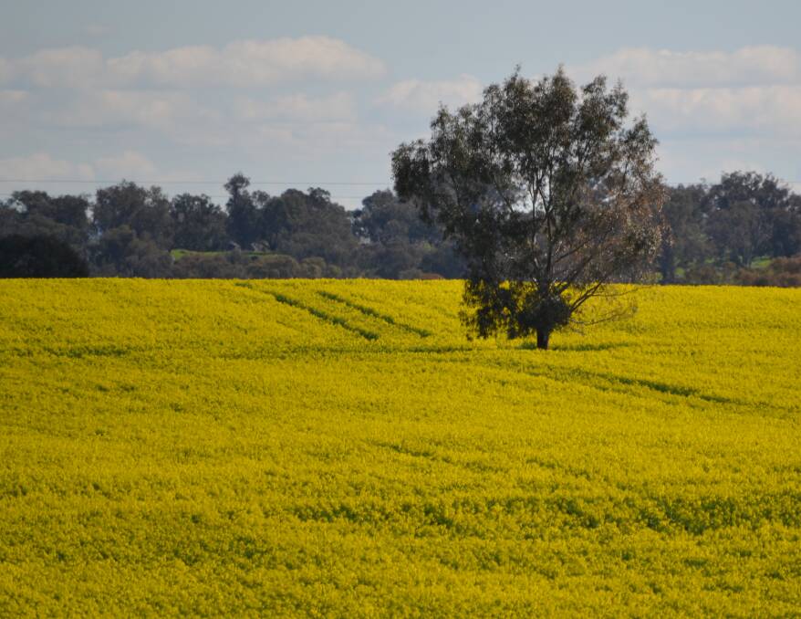 GOLDEN: A canola crop on the Henry Lawson Way between Young and Grenfell.