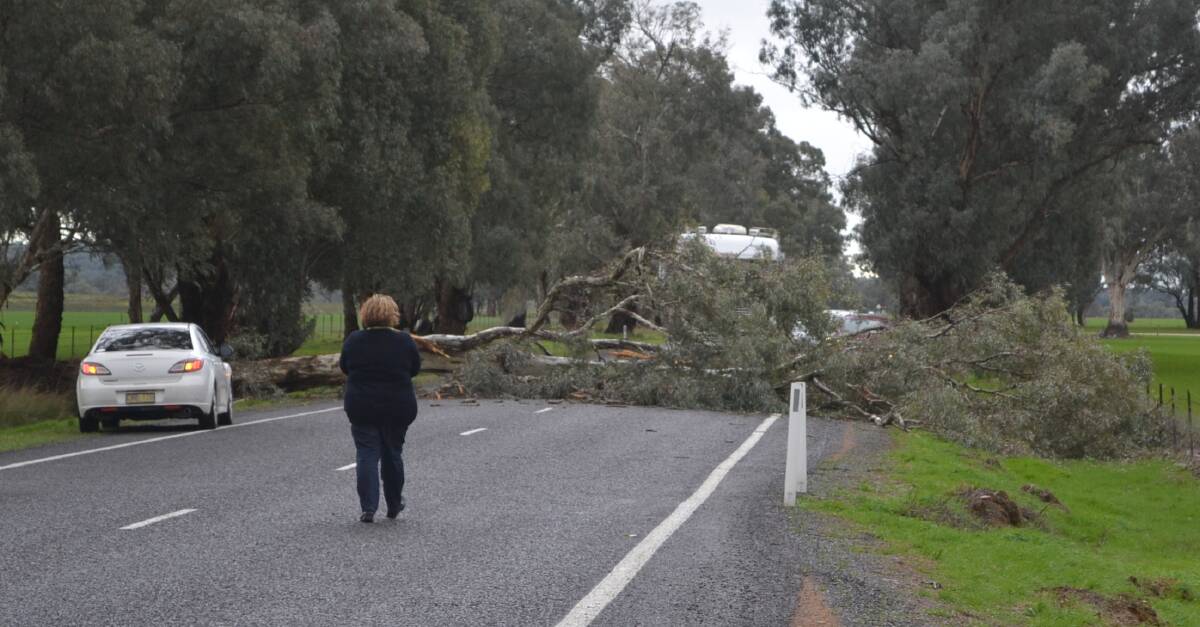 WILD: This tree blocked my way back to Parkes last Friday. It was brought down by the weather about 15 kilometres outside Cowra towards Gooloogong.