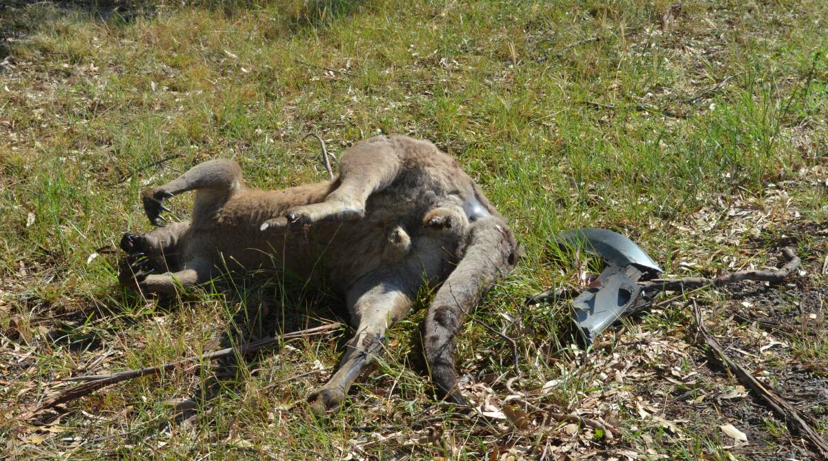 ROO: Pokolbin road kill roo staked up on busy tourist trail. Picture: Supplied.
