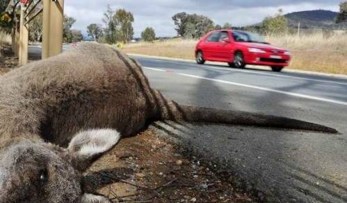 ROAD: Pokolbin road kill roo staked up in "sickening act".