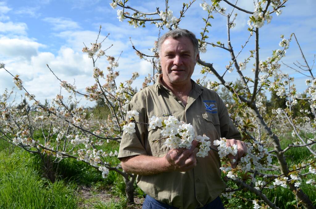 OPTIMISTIC: Cherry Growers Association committee member Scott Coupland, of Young, is pleased with the progress of his trees. 
