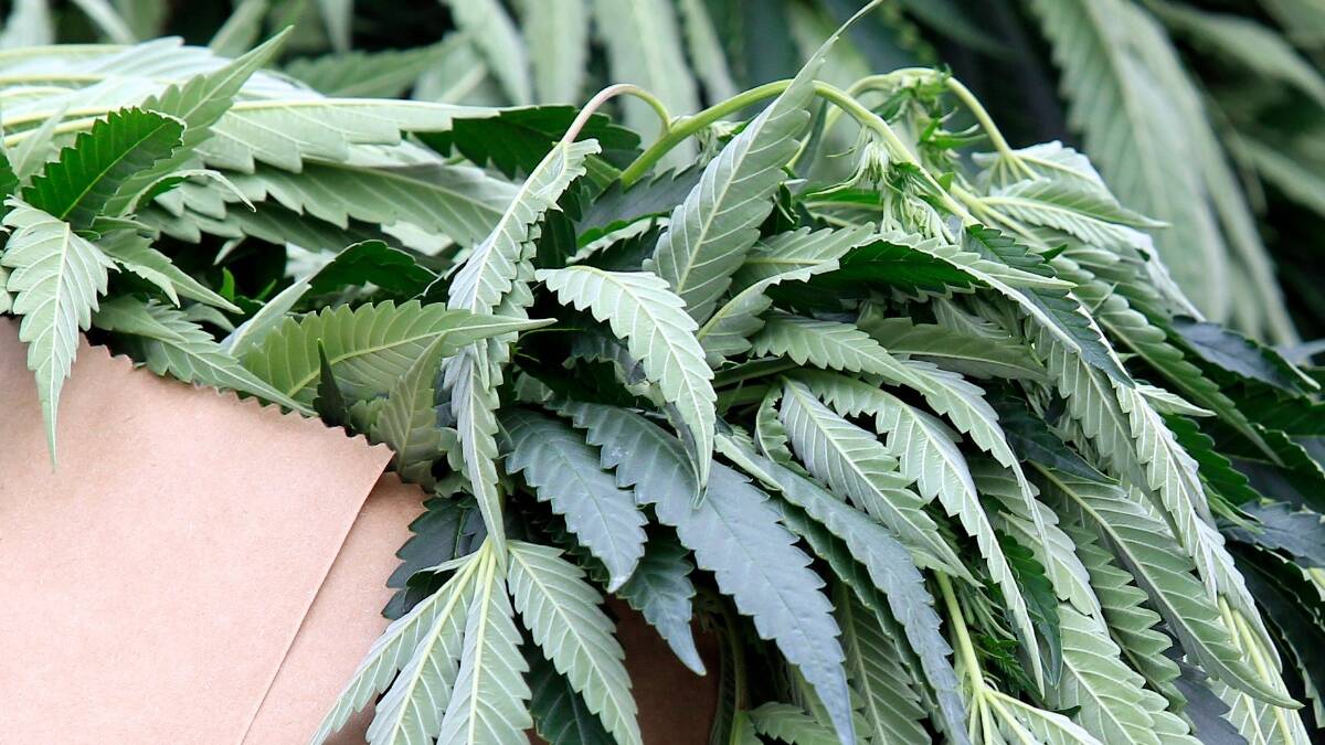 POT PLANTS: Police raided a Moppity Rd, Young property twice and found a quantity of cannabis plants and leaf. 