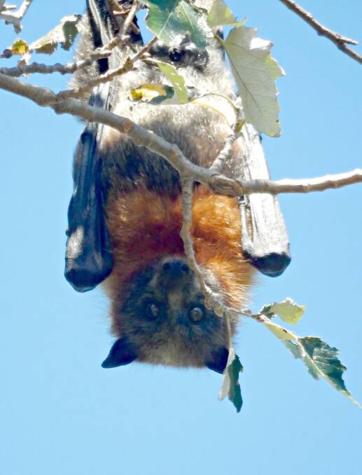 HANGING AROUND: Hilltops Council will receive a $15,000 State Government grant to manage a flying fox colony in Young.