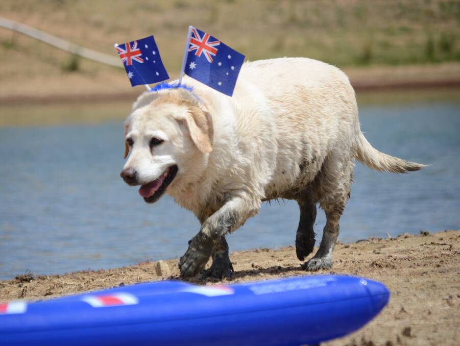 COOLING OFF: This pooch took the chance to cool off last Australia Day.