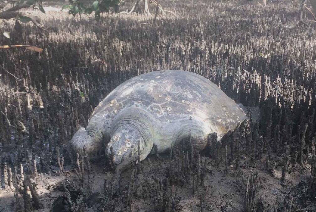 STRANDED: The turtle that Daniel Vallis found stranded in mangroves at Wellington Point. Photo: Supplied
