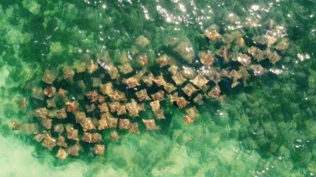 It may look like croutons in soup but it's a fever of sting rays. Photo: Facebook