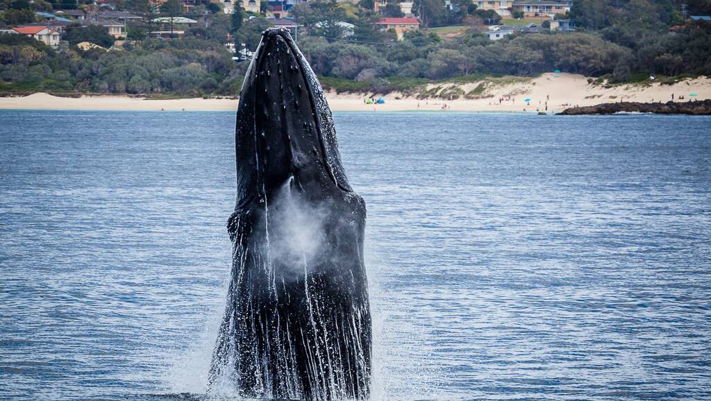 Photo by Judith Conning. Today is ORRCA's annual community whale census.