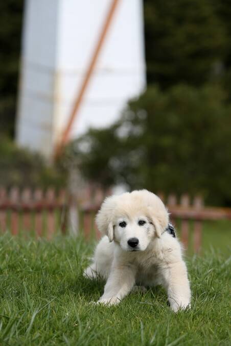 New maremma puppy at Flagstaff Hill. Pictured: The new 12-week-old female puppy at Flagstaff Hill, who will be named in an upcoming contest. Picture: Amy Paton