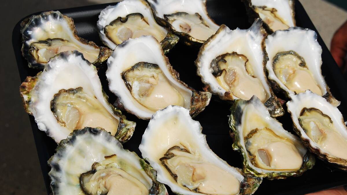 Shucks, it’s an oyster harvest high | Photos