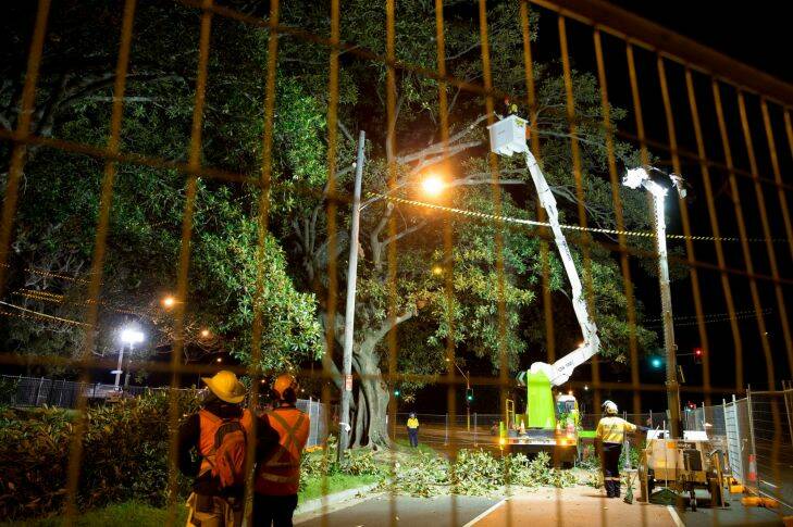 Tree loppers start cutting branches off the Anzac Parade Moreton Bay fig trees scheduled for destruction to make room for the light rail in Sydney. 3rd May 2016 Photo: Janie Barrett