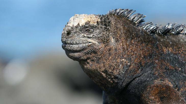 Dragon Hill in the Galapagos is named for its large land iguana population.