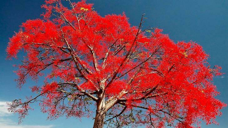 A native flame tree has been considered for the second tree to be planted in April next year.
