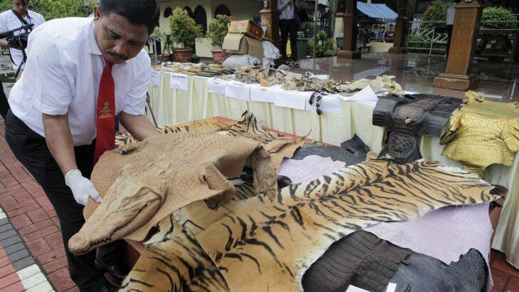 Officials display evidence of crime in the form of tiger skins and other rare animals last week. Photo: Irwin Fedriansyah