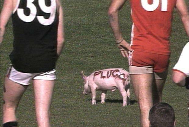 Pig on the field at SCG during AFL game in 1993 Photo: TV