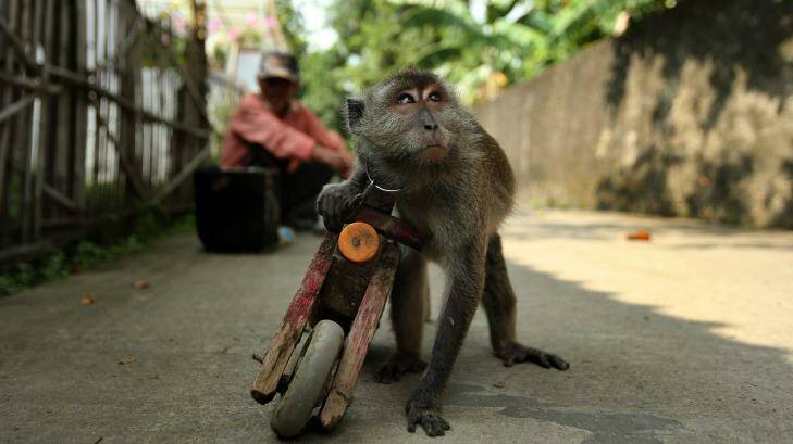 A performing monkey holds onto his wooden motorbike in the streets of Cikarang in West Java.  Photo: Kate Geraghty