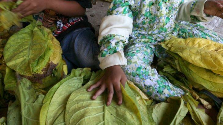 Immersed: Children bundle tobacco leaves to prepare them for curing in Sampang, East Java. Photo: HRW