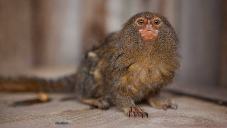 Gomez, a 10-year-old pygmy marmoset stolen from Symbio Zoo, has been found safe and well. Photo: Mick Maric
