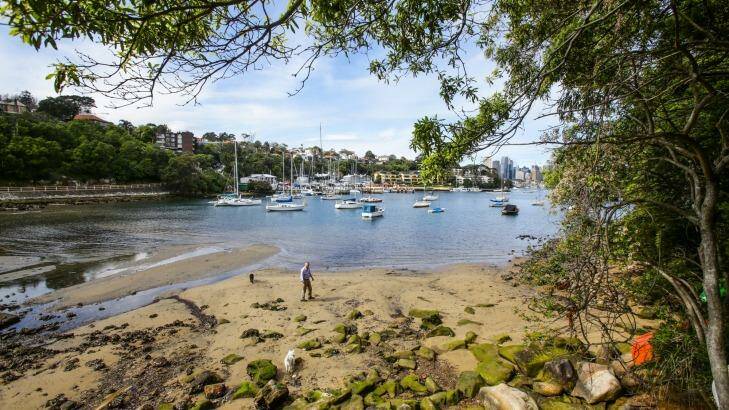 Waverton resident Bruce Donald with his dogs at Berrys Bay, which was being considered as a site for a super yacht marina.  Photo: Dallas Kilponen
