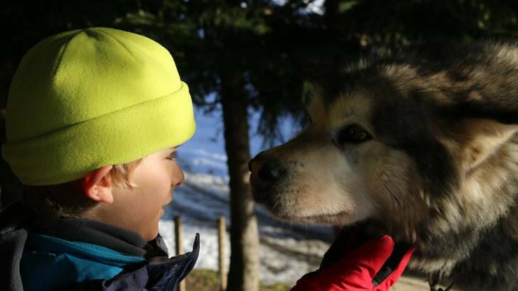 Taj befriends one of the sled dogs. Photo: Tracey Spicer