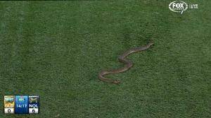 Snake on the field at Robina during the Gold Coast vs North Queensland NRL game