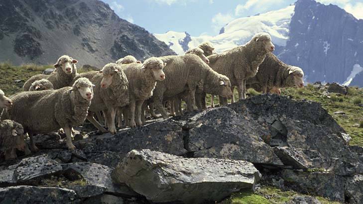 Influence: The wool from these sheep on a New Zealand station can be tracked by the eventual buyer of the product through a "baacode". Photo: Supplied