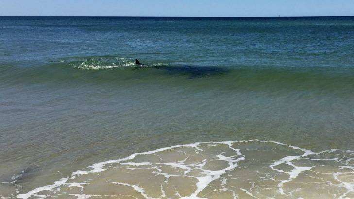 A shark spotted swimming in the shallows near Lennox Head on October 1. Photo: Aaron Hoffman