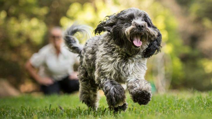 Five-year-old Bailey, a cocker spaniel-shih tzu cross, no longer suffers separation anxiety. Photo: Wolter Peeters
