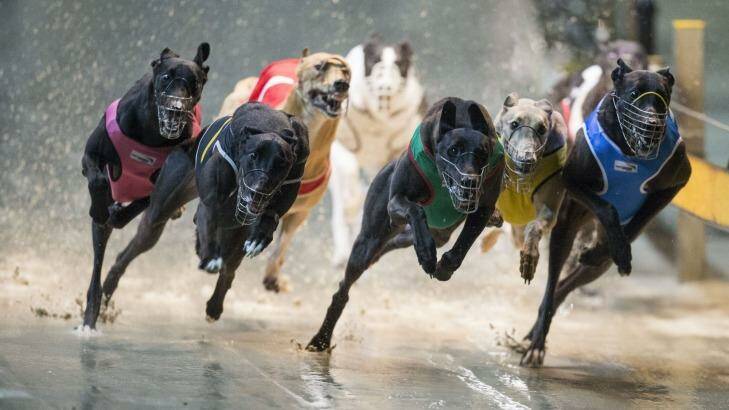 Greyhound racing will be banned in NSW and ACT by next year.

 Photo: Craig Golding