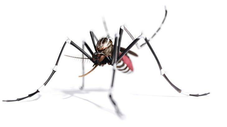 Mosquitoes transmit the zika virus.