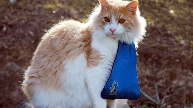 An example of the cat bibs being introduced by Eurobodalla Council.