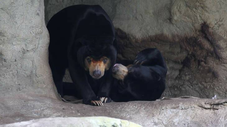 The Sun Bears at Taronga Zoo, Sydney. Mr Hobbs, left, was rescued from Cambodia where he was about to be killed to make bear paw soup. Photo: Janie Barrett