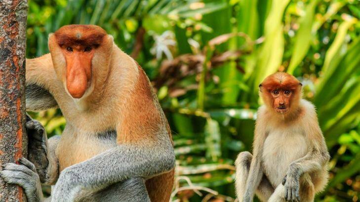 Experience wildlife encounters in Borneo.