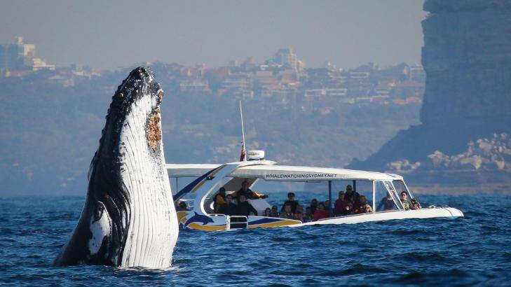 Humpback whales in Sydney in July. Photo: whalewatchingsydney.com.au