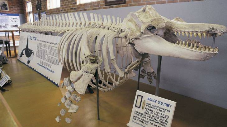 Killer whale skeleton 'Old Tom' inside the Eden Whale Museum.