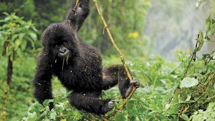 A baby gorilla in Rwanda. Photo: Intrepid Travel