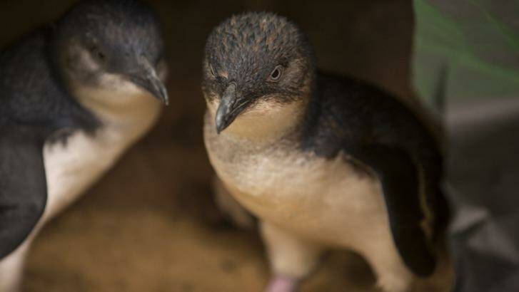 Little penguins in <i>Oddball</i>. Photo: Greg Noakes