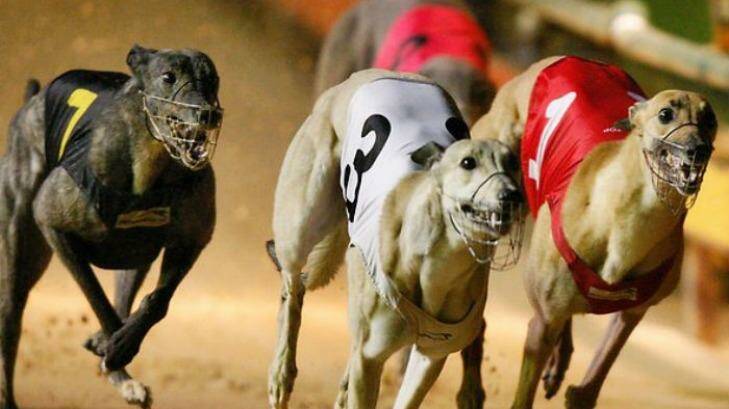 Greyhound racing in NSW is set to be overseen by a new integrity body.