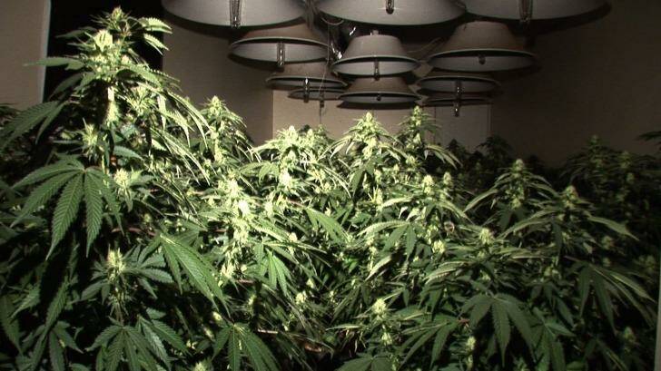 The federal government could raise $300 million a year in tax if it legalised marijuana.  Photo: Supplied